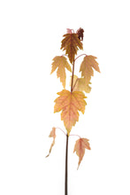 Load image into Gallery viewer, Silver Maple | Small Tree Seedling | The Jonsteen Company