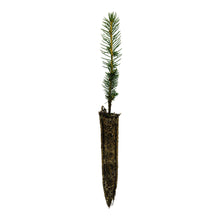 Load image into Gallery viewer, Sitka Spruce | Small Tree Seedling | The Jonsteen Company