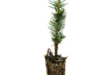 Load image into Gallery viewer, Sitka Spruce | Small Tree Seedling | The Jonsteen Company