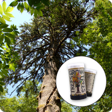 Load image into Gallery viewer, Sitka Spruce | Mini-Grow Kit | The Jonsteen Company