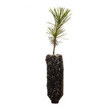 Load image into Gallery viewer, Southern Chinese Pine | Medium Tree Seedling | The Jonsteen Company