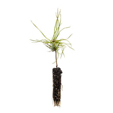 Load image into Gallery viewer, Southern Chinese Pine | Small Tree Seedling | The Jonsteen Company