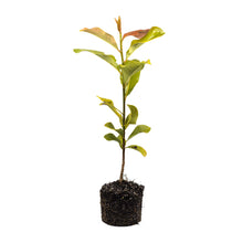 Load image into Gallery viewer, Southern Magnolia | Large Tree Seedling | The Jonsteen Company