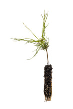 Load image into Gallery viewer, Southern Chinese Pine | Small Tree Seedling | The Jonsteen Company