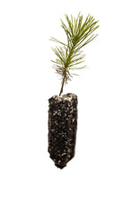 Load image into Gallery viewer, Southern Chinese Pine | Medium Tree Seedling | The Jonsteen Company