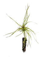 Load image into Gallery viewer, Southern Chinese Pine | Small Tree Seedling | The Jonsteen Company