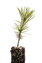 Load image into Gallery viewer, Southern Chinese Pine | Medium Tree Seedling | The Jonsteen Company