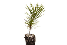 Load image into Gallery viewer, Southern Chinese Pine | Medium Tree Seedling | The Jonsteen Company