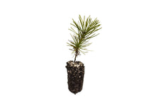 Load image into Gallery viewer, Southern Chinese Pine | Medium Tree Seedling | The Jonsteen Company