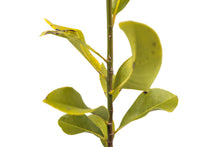 Load image into Gallery viewer, Southern Magnolia | Large Tree Seedling | The Jonsteen Company