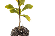 Load image into Gallery viewer, Southern Magnolia | Large Tree Seedling | The Jonsteen Company