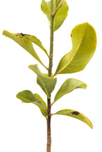 Load image into Gallery viewer, Southern Magnolia | Large Tree Seedling | The Jonsteen Company