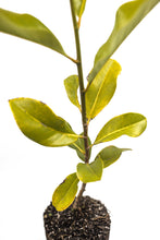 Load image into Gallery viewer, Southern Magnolia | Large Tree Seedling | The Jonsteen Company