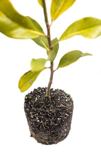 Load image into Gallery viewer, Southern Magnolia | Large Tree Seedling | The Jonsteen Company