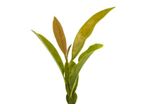Load image into Gallery viewer, Southern Magnolia | Small Tree Seedling | The Jonsteen Company