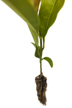 Load image into Gallery viewer, Southern Magnolia | Small Tree Seedling | The Jonsteen Company