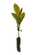 Load image into Gallery viewer, Southern Magnolia | Small Tree Seedling | The Jonsteen Company