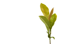 Load image into Gallery viewer, Southern Magnolia | Small Tree Seedling | The Jonsteen Company