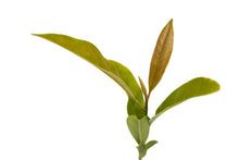 Load image into Gallery viewer, Southern Magnolia | Small Tree Seedling | The Jonsteen Company