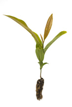 Load image into Gallery viewer, Southern Magnolia | Small Tree Seedling | The Jonsteen Company