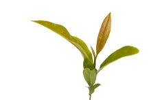Load image into Gallery viewer, Southern Magnolia | Small Tree Seedling | The Jonsteen Company