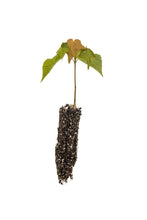 Load image into Gallery viewer, Sugar Maple | Small Tree Seedling | The Jonsteen Company