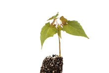Load image into Gallery viewer, Sugar Maple | Small Tree Seedling | The Jonsteen Company