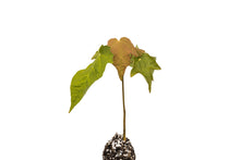 Load image into Gallery viewer, Sugar Maple | Small Tree Seedling | The Jonsteen Company