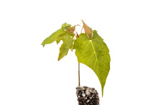 Load image into Gallery viewer, Sugar Maple | Small Tree Seedling