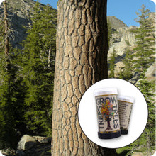 Load image into Gallery viewer, Sugar Pine | Mini-Grow Kit | The Jonsteen Company