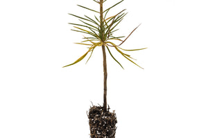 Sugar Pine | Small Tree Seedling | The Jonsteen Company