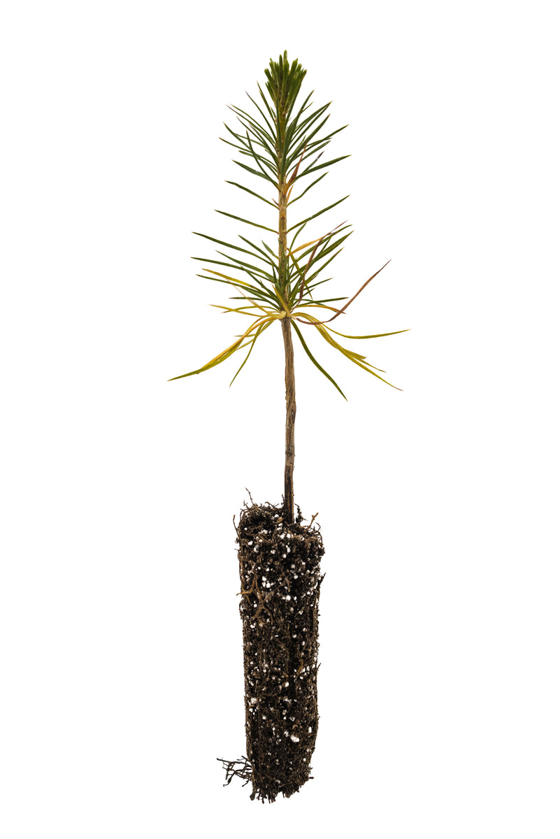 Sugar Pine | Small Tree Seedling – The Jonsteen Company