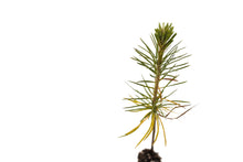 Load image into Gallery viewer, Sugar Pine | Small Tree Seedling | The Jonsteen Company