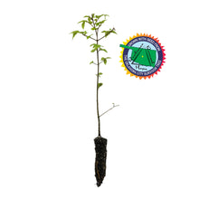 Load image into Gallery viewer, Oklahoma City Survivor Tree | Small Tree Seedling | The Jonsteen Company