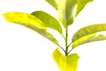 Load image into Gallery viewer, Sweetbay Magnolia | Large Tree Seedling | The Jonsteen Company