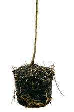 Load image into Gallery viewer, Sweetbay Magnolia | Large Tree Seedling | The Jonsteen Company