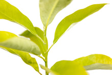 Load image into Gallery viewer, Sweetbay Magnolia | Large Tree Seedling | The Jonsteen Company