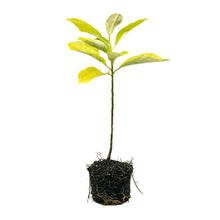 Load image into Gallery viewer, Sweetbay Magnolia | Large Tree Seedling | The Jonsteen Company