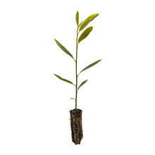 Load image into Gallery viewer, Sweetbay Magnolia | Medium Tree Seedling | The Jonsteen Company
