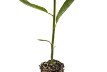 Load image into Gallery viewer, Sweetbay Magnolia | Medium Tree Seedling | The Jonsteen Company