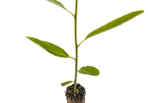 Load image into Gallery viewer, Sweetbay Magnolia | Medium Tree Seedling | The Jonsteen Company