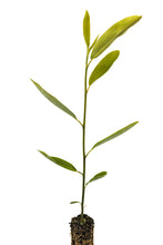 Load image into Gallery viewer, Sweetbay Magnolia | Medium Tree Seedling | The Jonsteen Company