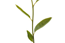 Load image into Gallery viewer, Sweetbay Magnolia | Medium Tree Seedling | The Jonsteen Company