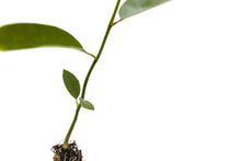 Load image into Gallery viewer, Sweetbay Magnolia | Small Tree Seedling | The Jonsteen Company
