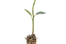 Load image into Gallery viewer, Sweetbay Magnolia | Small Tree Seedling | The Jonsteen Company
