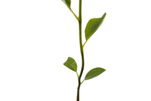 Load image into Gallery viewer, Sweetbay Magnolia | Small Tree Seedling | The Jonsteen Company
