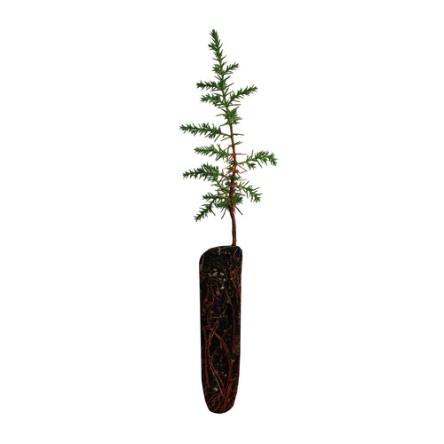 Tecate Cypress | Small Tree Seedling | The Jonsteen Company