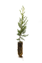 Load image into Gallery viewer, Tecate Cypress | Medium Tree Seedling | The Jonsteen Company