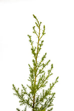 Load image into Gallery viewer, Tecate Cypress | Medium Tree Seedling | The Jonsteen Company