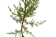 Load image into Gallery viewer, Tecate Cypress | Medium Tree Seedling | The Jonsteen Company